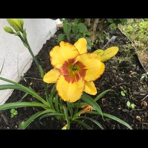 Meet your Posher, Alexandra